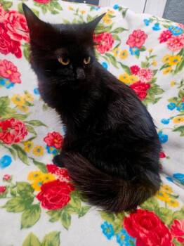 Black Beauty -  Domestic Long Hair Cat for Adoption in Johnson City, Tennessee - Black Beauty | PetCurious