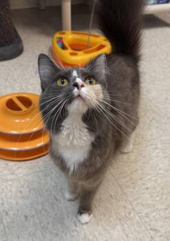 Princessa -  Domestic Long Hair and Dilute Calico Cat for Adoption in Dublin, Ohio - Princessa | PetCurious