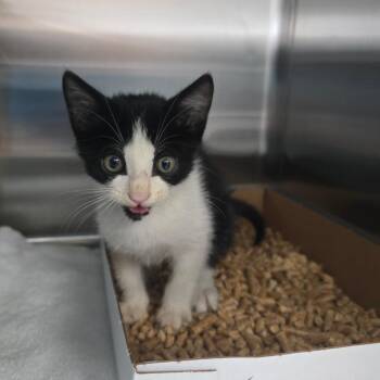 Pinocchio -  Domestic Medium Hair Cat for Adoption - Pinocchio | PetCurious