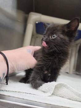 BLACK BEAN -  Domestic Medium Hair Cat for Adoption - BLACK BEAN | PetCurious