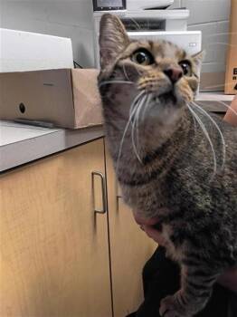 TOM -  Domestic Short Hair Cat for Adoption in Corpus Christi, Texas - TOM | PetCurious