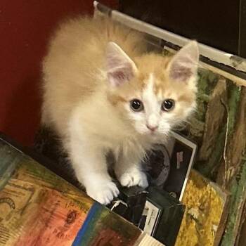 Cutie -  Domestic Long Hair Cat for Adoption in Philadelphia, Pennsylvania - Cutie | PetCurious