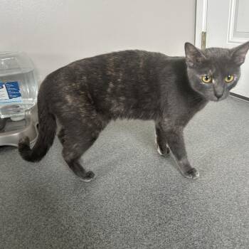 American Shorthair Cats Available for Adoption in Seward, Nebraska - Ruthie | PetCurious