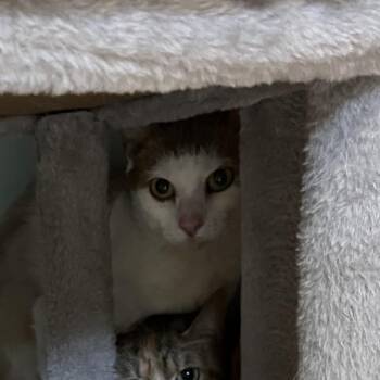 Fig (18) -  Domestic Short Hair Cat for Adoption in Bedford, New Hampshire - Fig (18) | PetCurious