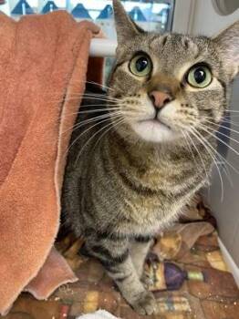 Domestic Short Hair Cats Available for Adoption in Kansas City, Missouri - Gionni | PetCurious