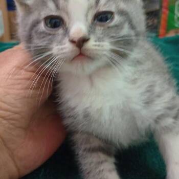 Domestic Short Hair Cats Available for Adoption in Grand Rapids, Minnesota - Cloud | PetCurious