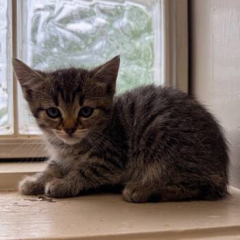 Domestic Short Hair Cats Available for Adoption in Tuscaloosa, Alabama - Keemun | PetCurious