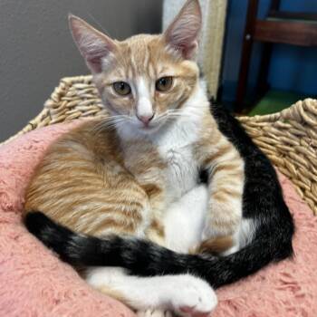 Sweet & Crisp -  Domestic Short Hair Cat for Adoption in Westminster, California - Sweet & Crisp | PetCurious