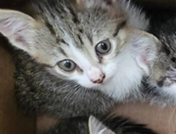 LEAF -  Domestic Long Hair Cat for Adoption in Dallas, Texas - LEAF | PetCurious
