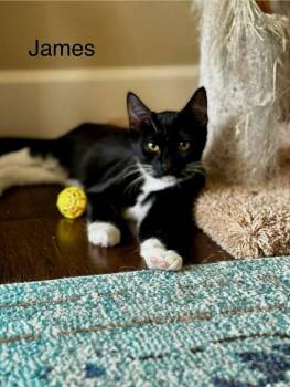 Domestic Short Hair Cats Available for Adoption in Vancouver, Washington - James | PetCurious
