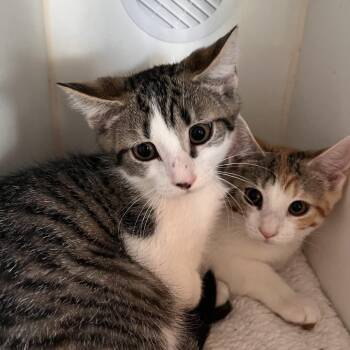 Pocket -  Domestic Short Hair Cat for Adoption in Salisbury, Massachusetts - Pocket | PetCurious