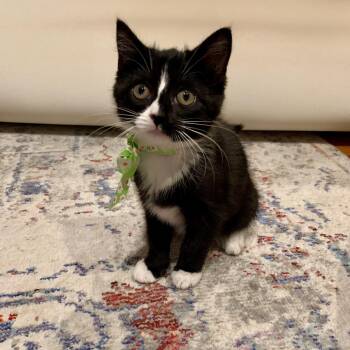 Domestic Short Hair and Tuxedo Cats Available for Adoption in Mastic, New York - Trix | PetCurious