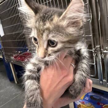 Domestic Long Hair Cats Available for Adoption in Idaho Falls, Idaho - Fire | PetCurious