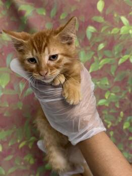 COPACABANA -  Domestic Short Hair Cat for Adoption in San Antonio, Texas - COPACABANA | PetCurious