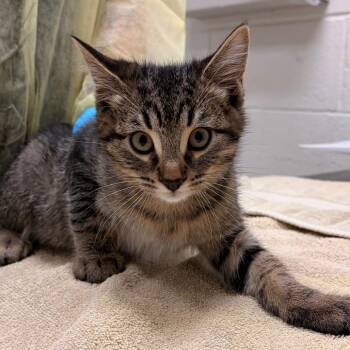 Cricket -  Domestic Short Hair Cat for Adoption in Murray, Utah - Cricket | PetCurious