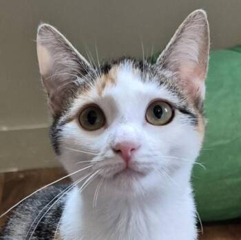 Gabby -  Domestic Short Hair Cat for Adoption in Tioga, Pennsylvania - Gabby | PetCurious