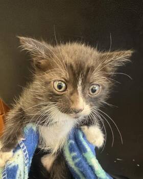 RIDDLE -  Domestic Short Hair Cat for Adoption in West Valley City, Utah - RIDDLE | PetCurious