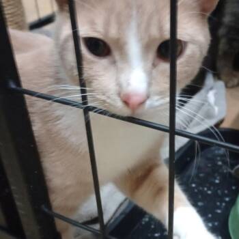 Tiger -  Domestic Short Hair Cat for Adoption in Grand Rapids, Minnesota - Tiger | PetCurious