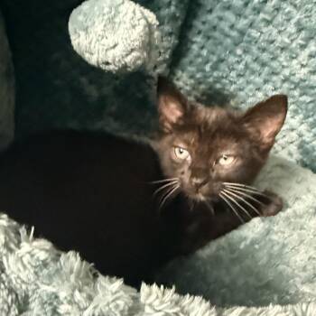 Butter -  Domestic Short Hair Cat for Adoption in Palm Springs, California - Butter | PetCurious