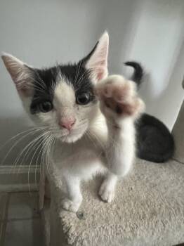 Nilla -  Domestic Medium Hair Cat for Adoption in Virginia Beach, Virginia - Nilla | PetCurious