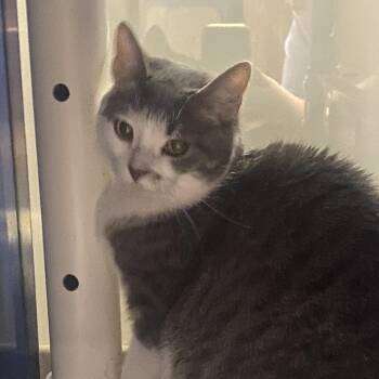 Domestic Short Hair Cats Available for Adoption - Mouse - 021903U | PetCurious