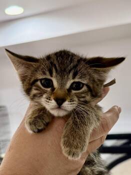 Domestic Short Hair Cats Available for Adoption in Gilberts, Illinois - CAT - Fabio | PetCurious