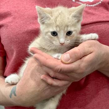 Commander -  Domestic Short Hair Cat for Adoption in Fairmont, West Virginia - Commander | PetCurious