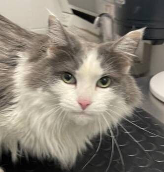 Salsa -  Domestic Long Hair Cat Available for Adoption in Golden, Colorado - Salsa | PetCurious