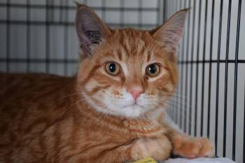 Tabby Cats Available for Adoption in Claresholm, Alberta - Bogie | PetCurious
