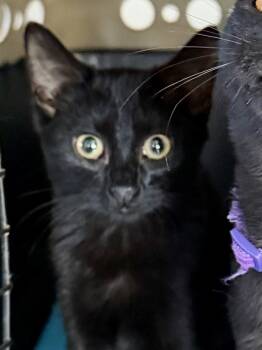 Rescue Domestic Short Hair Cats for Adoption in Chicago, Illinois - Trixie Bonded Pair With Rosie | PetCurious