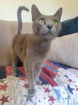 Hinauri -  Domestic Short Hair Cat for Adoption in Walled Lake, Michigan - Hinauri | PetCurious