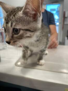 Rescue Domestic Short Hair Cats for Adoption in Palmetto, Florida - A132701 | PetCurious