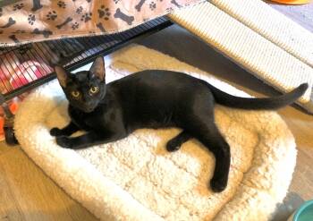 Rescue Domestic Short Hair Cats for Adoption in Gorham, Maine - Binx A/k/a LaRue | PetCurious