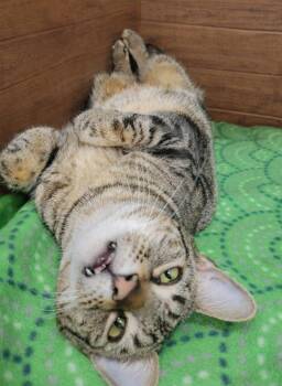 Domestic Short Hair and Tabby Cats Available for Adoption - Darius | PetCurious