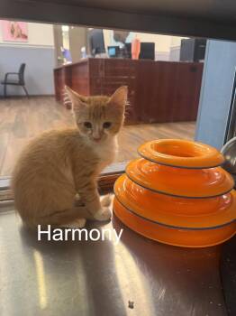 Domestic Short Hair Cats Available for Adoption in Hilton Head Island, South Carolina - Harmony | PetCurious