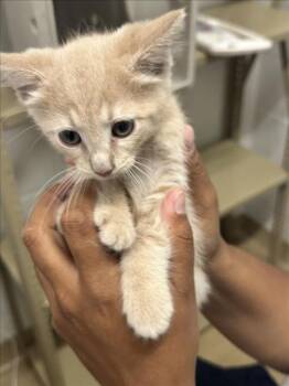 SPARK PLUG -  Domestic Short Hair Cat for Adoption in Derwood, Maryland - SPARK PLUG | PetCurious