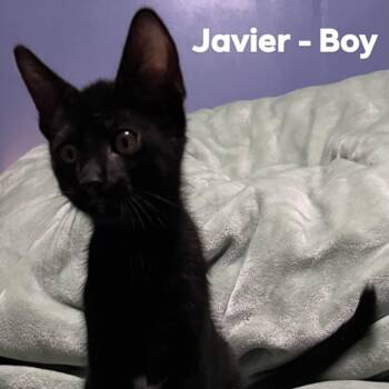 Rescue Domestic Short Hair Cats for Adoption in Monroe, Michigan - Javier | PetCurious