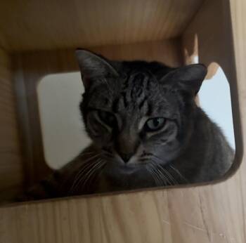 Buddy -  Domestic Short Hair Cat for Adoption in Osseo, Michigan - Buddy | PetCurious