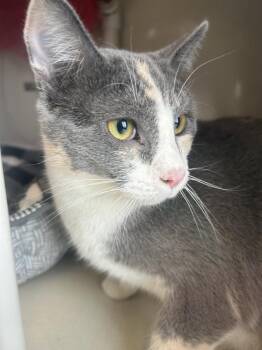 Juniper -  Domestic Short Hair Cat for Adoption in Dayton, Minnesota - Juniper | PetCurious