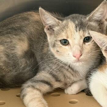 Melody -  Domestic Short Hair Cat for Adoption in Edinburg, Texas - Melody | PetCurious