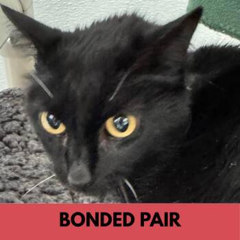 Bunny -  Domestic Medium Hair Cat for Adoption in Lakewood, Colorado - Bunny | PetCurious