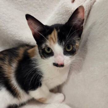 Quilt -  Domestic Short Hair Cat for Adoption in Brea, California - Quilt | PetCurious