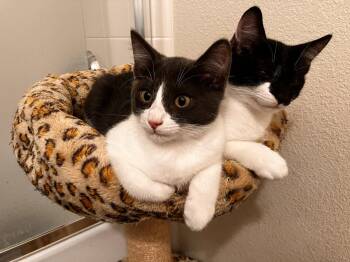 Rolo (& Snickers) -  Tuxedo and Domestic Short Hair Cat for Adoption in Walnut Creek, California - Rolo (& Snickers) | PetCurious
