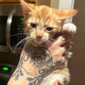 Tomato C11669 -  Domestic Medium Hair Cat for Adoption - Tomato C11669 | PetCurious