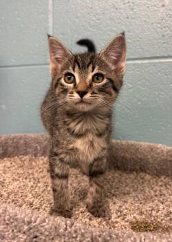 Domestic Short Hair Cats Available for Adoption in Rock Springs, Wyoming - Gnocchi | PetCurious