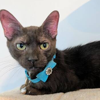 Queen Cheese -  Domestic Short Hair Cat for Adoption in Plainfield, Illinois - Queen Cheese | PetCurious