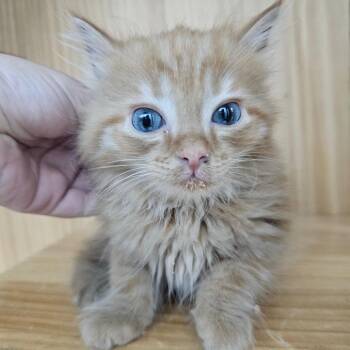 Fanta -  Domestic Long Hair Cat for Adoption in Corydon, Indiana - Fanta | PetCurious
