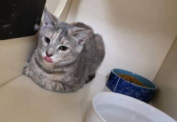 Sassy -  Domestic Short Hair Cat for Adoption in Lancaster, Pennsylvania - Sassy | PetCurious