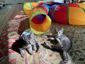 Domestic Short Hair Cats Available for Adoption in Broomall, Pennsylvania - Petunia | PetCurious