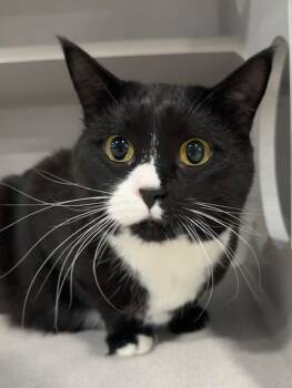 Domestic Short Hair Cats Available for Adoption in Webster City, Iowa - Freida | PetCurious